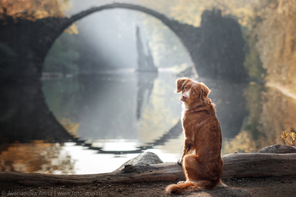 собака, природа, мост, Анна Аверьянова
