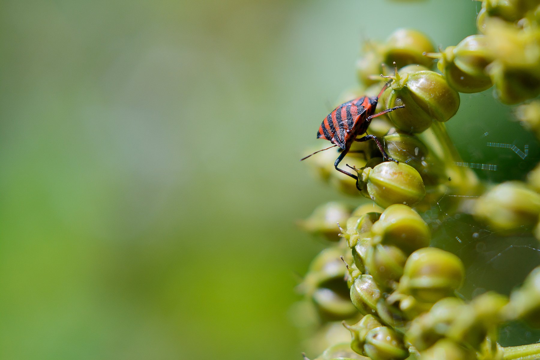 insect, red, small, green, litlle, bokeh, background, macro, Antonio Coelho