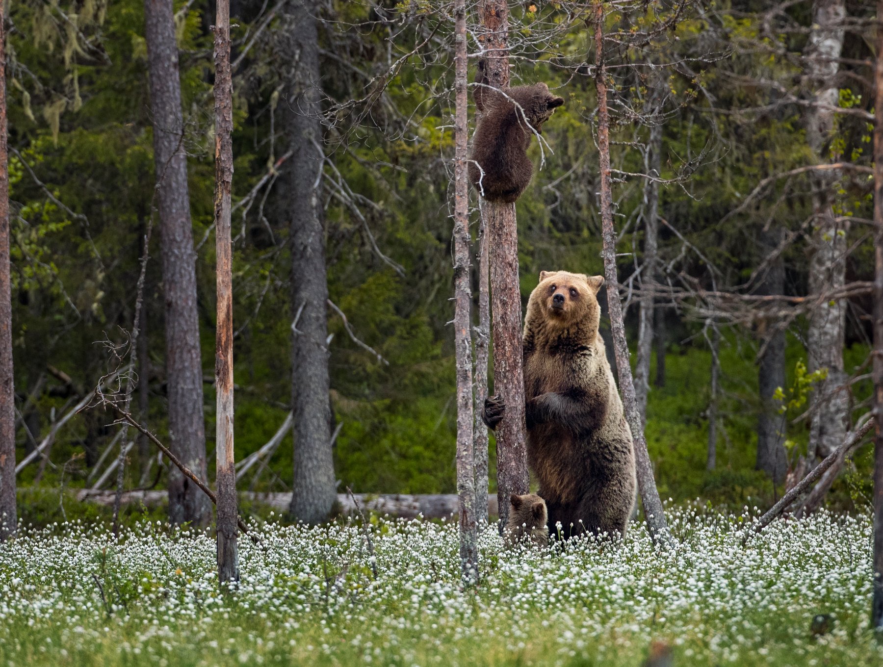 медведи, медвежата, медвежонок на дереве, Алексей Сулоев
