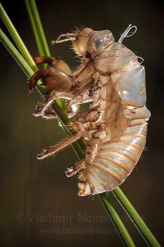 cicada, exuvium, krasnodar territory, dzhankhot, Владимир Нейморовец