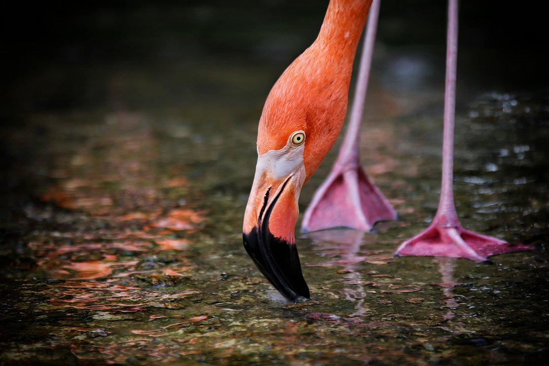 фламинго, лапы, ноги, клюв, водопой, вода, отражение, ALLA SOKOLOVA