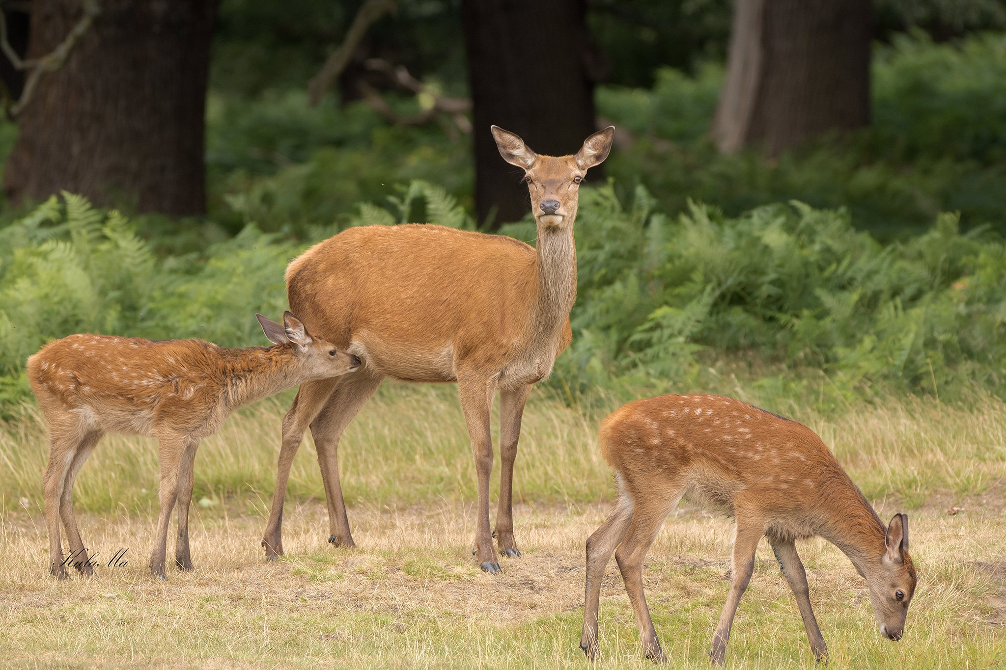 Red Deer, Calf, Nature, Wildlife, Maria Kula