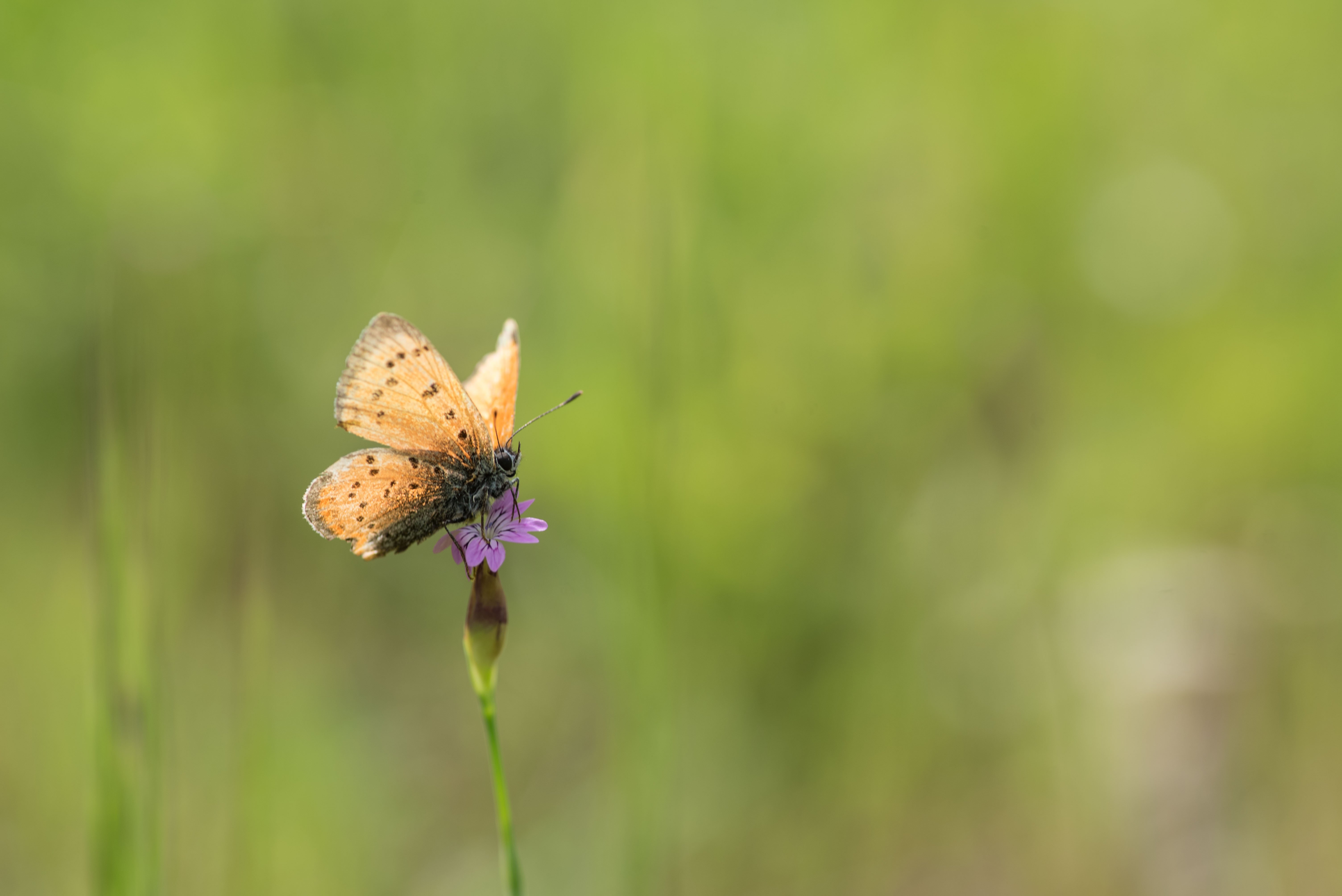 Butterfly, yellow, small flower,, Атанас Донев