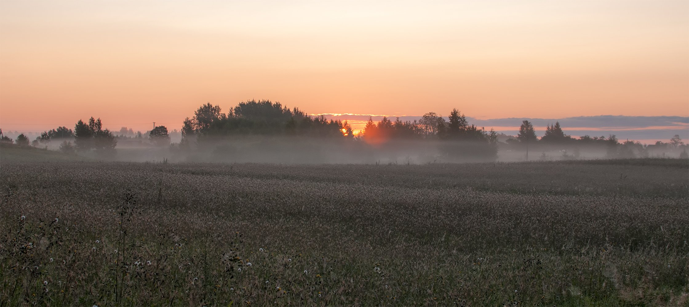 sunrise,fields,fog,summer, Daiva Cirtautė