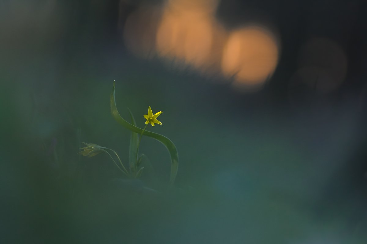flower, spring, Gabriel Prescornita