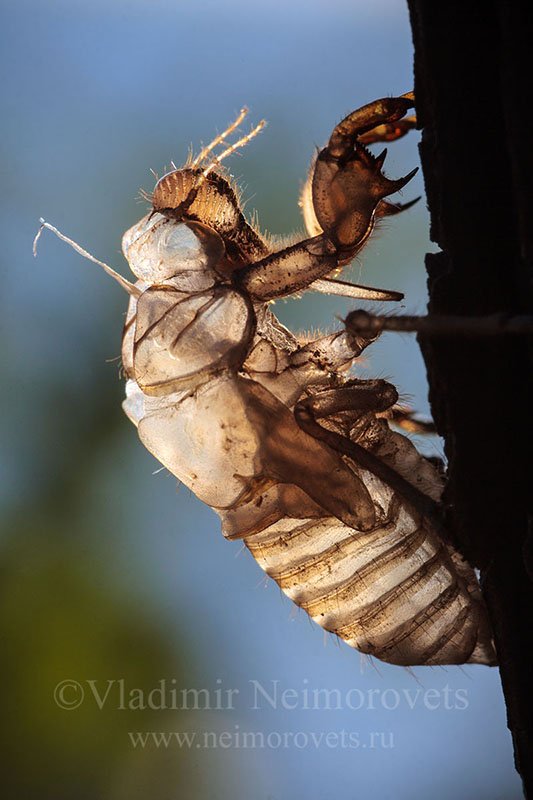 cicada, exuviae, Cicada orni, Krasnodar Territory, Dzhankhot, Владимир Нейморовец