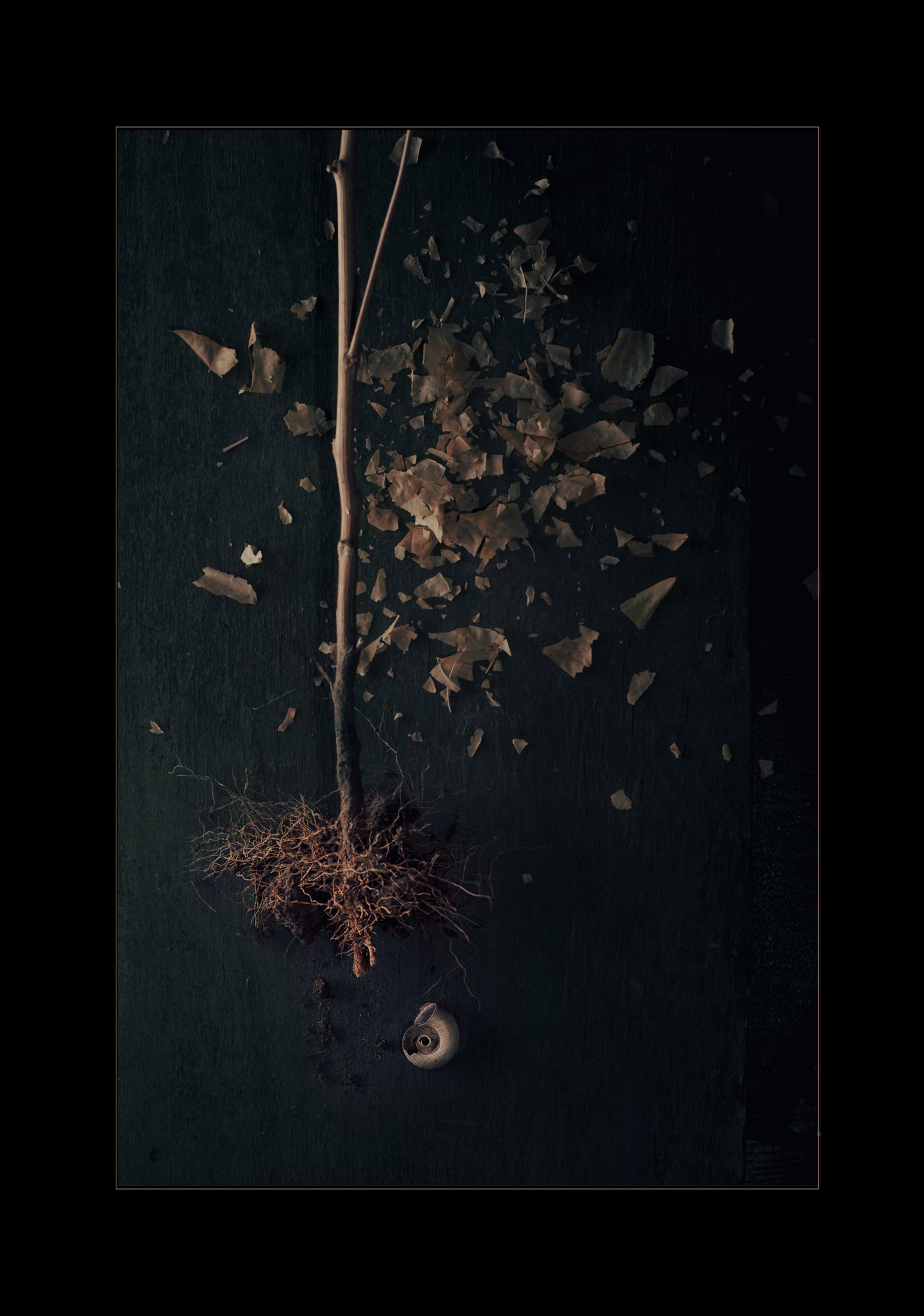 деревце, раковина, ракушка, листва, натюрморт, корни, Наталья Голубева
