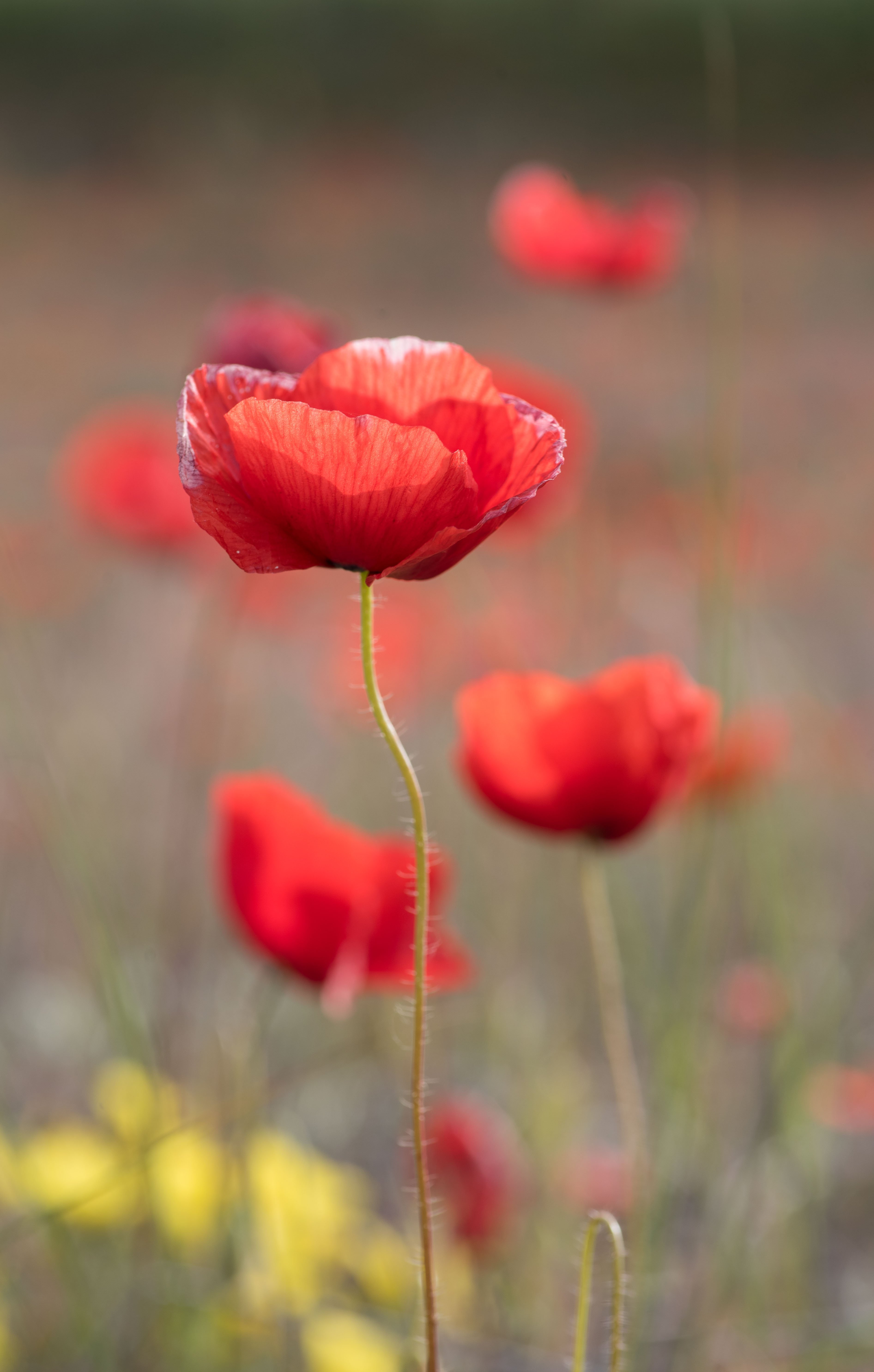 poppies, red flowers, macro, Атанас Донев