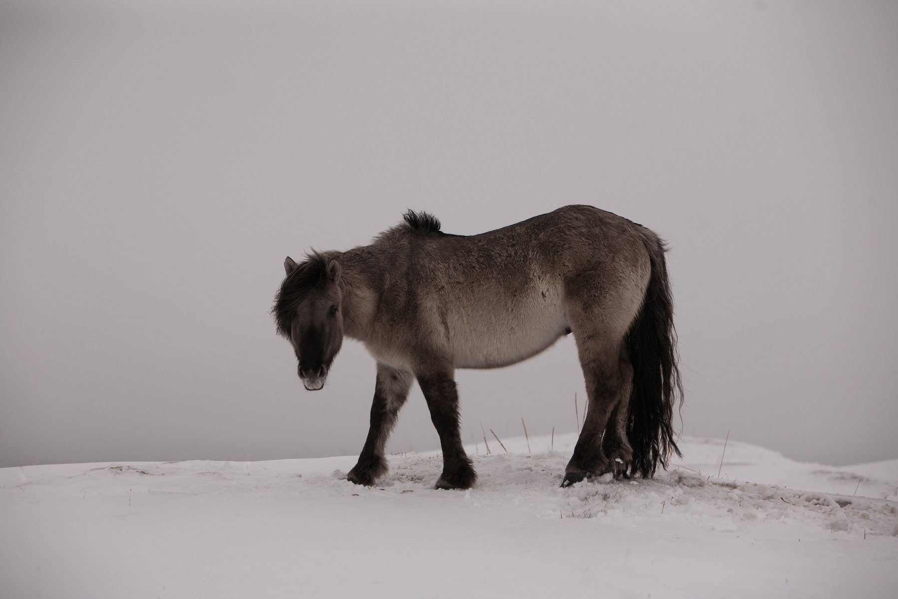 лошадь север, Евгений Кравцов