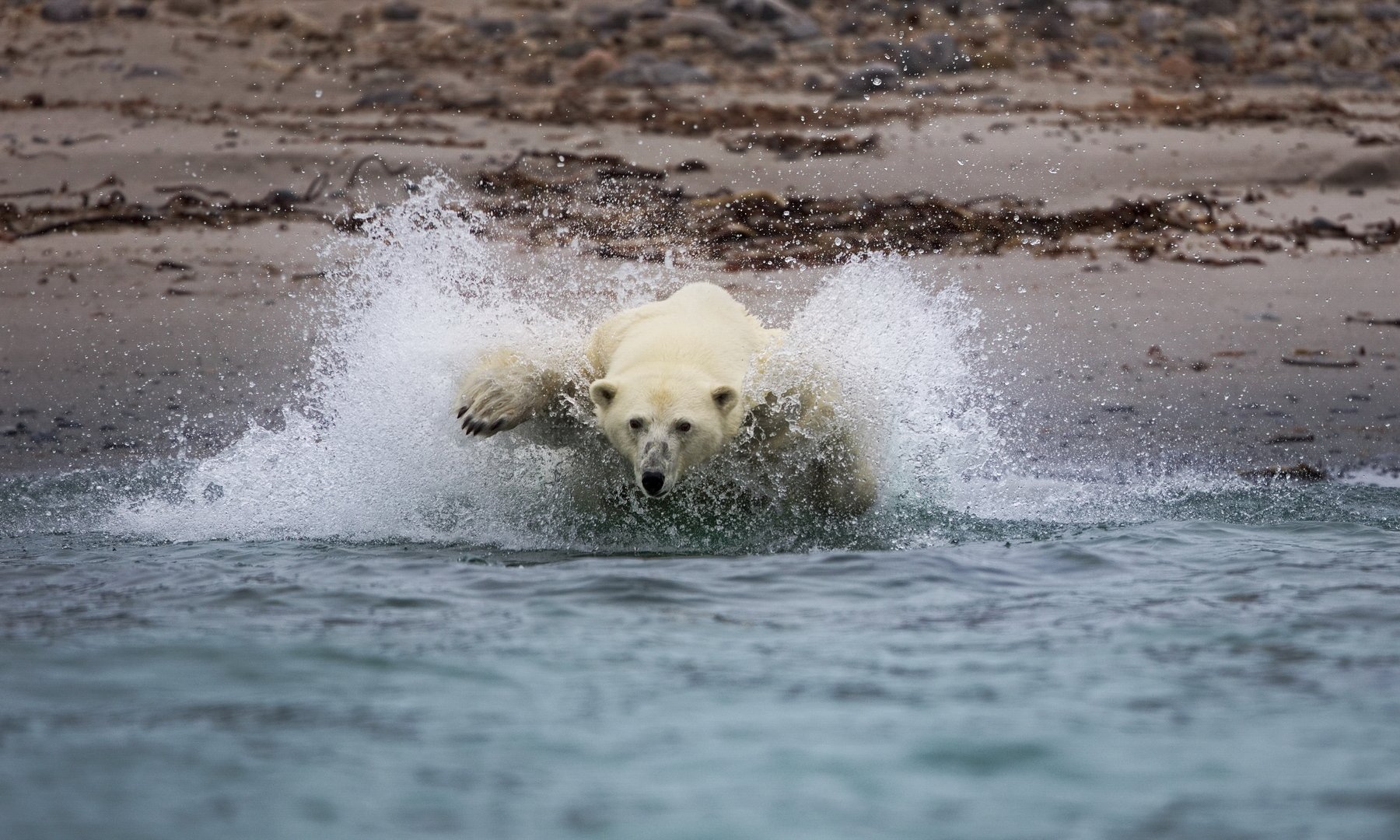 Медведь плавает скорость. Белый медведь плавает. Белый медведь плывет. Белый медведь охотится.