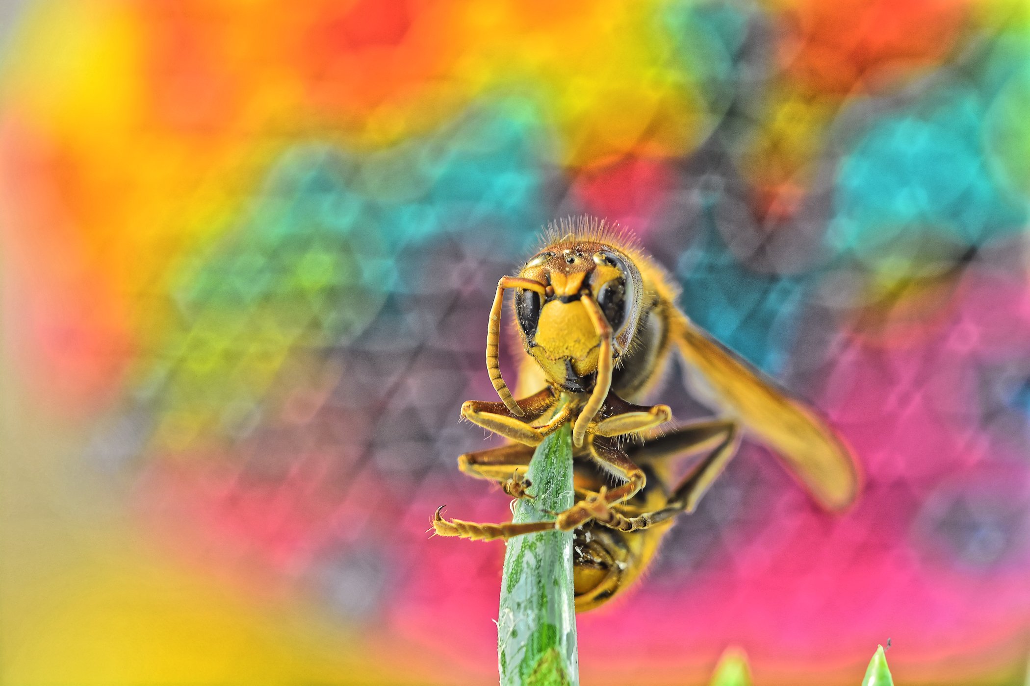 macro, wasp, colorfull, colors, color, nature, close-up, Antonio Coelho