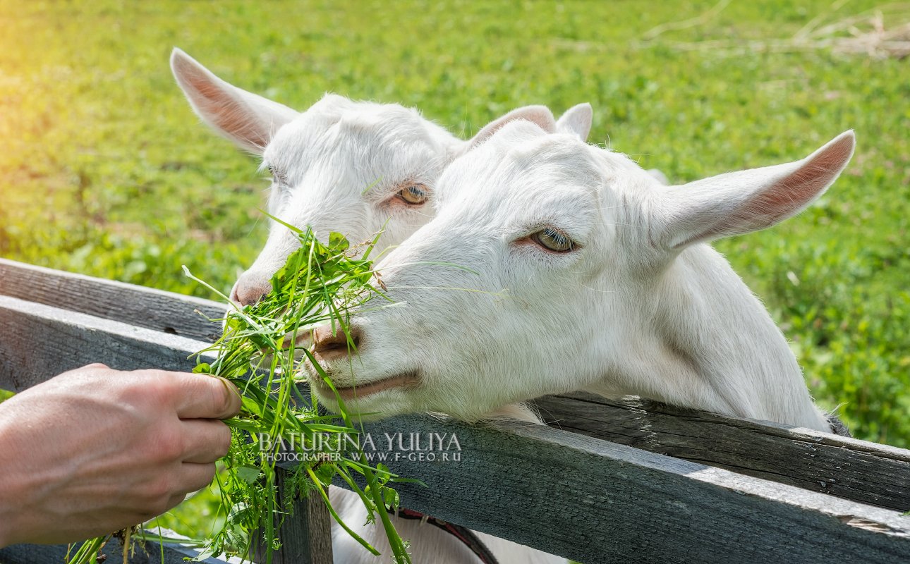 коза, козы, животное, трава, еда, Юлия Батурина
