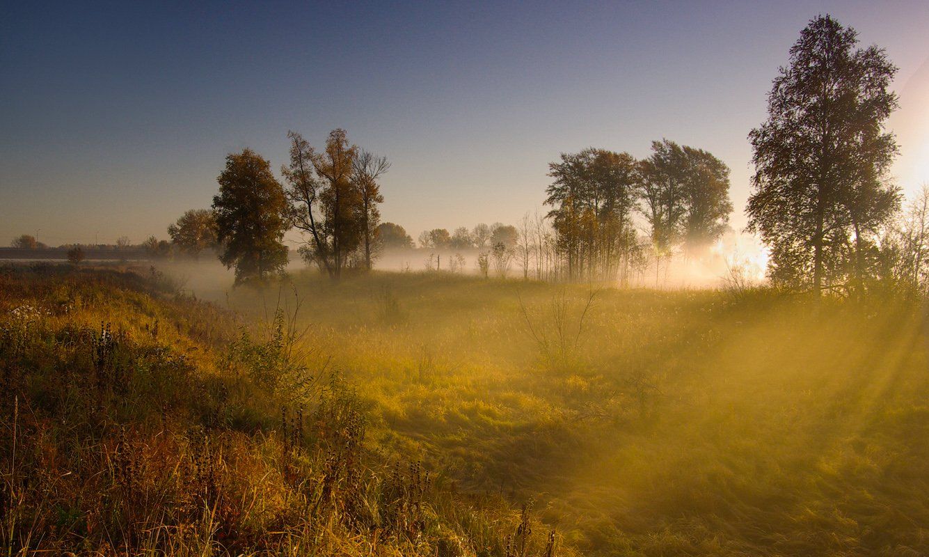 осень, утро, рассвет, туман, деревья, листья, трава, желтые, лес, Валерий Чичкин