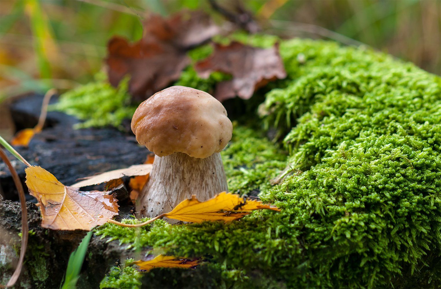 mushroom,autumn, Daiva Cirtautė