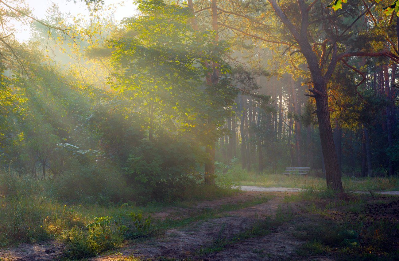 лес, осень, сентябрь, утро, рассвет, туман, Галанзовская Оксана