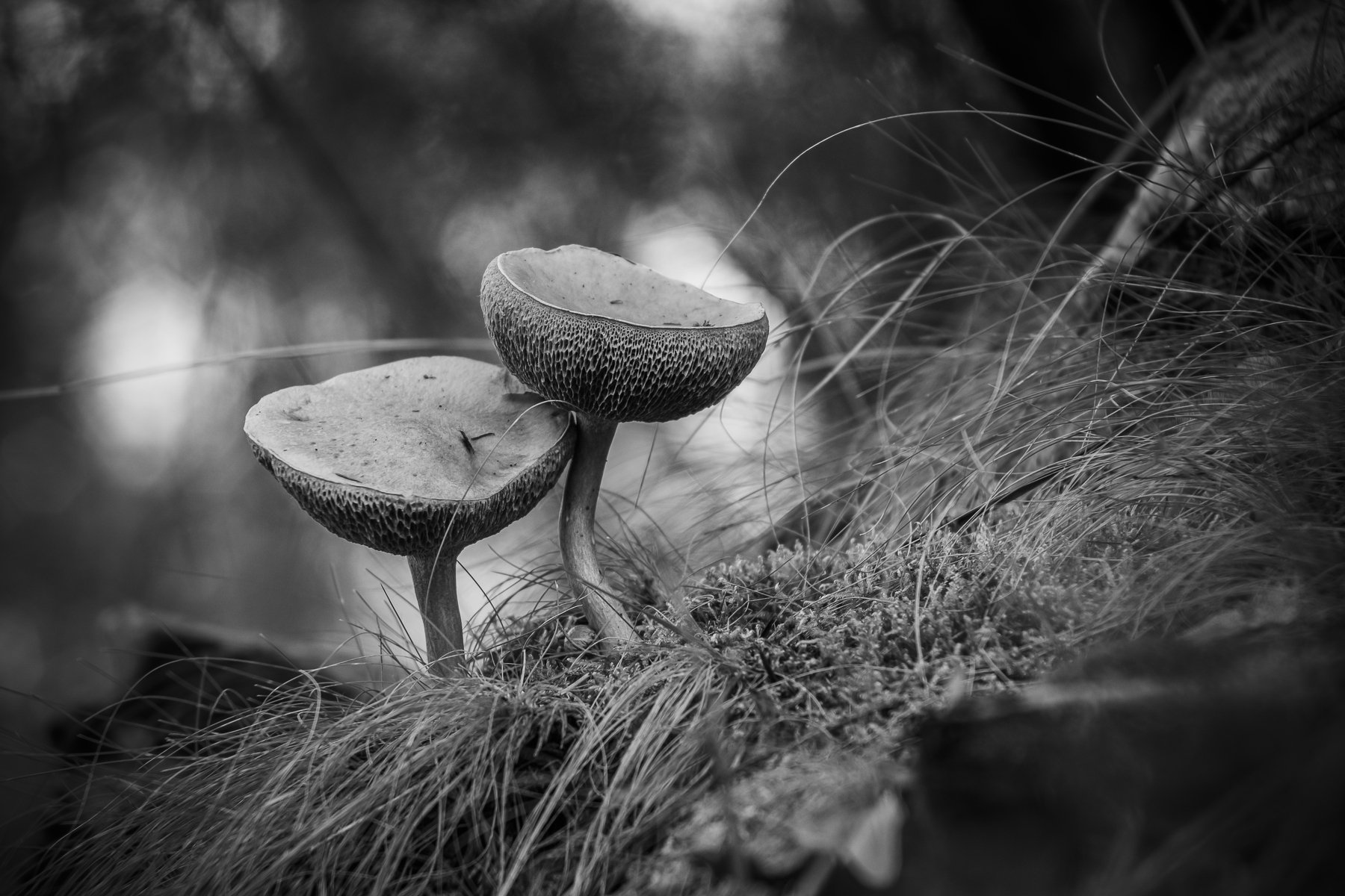 bnw, nature, mushroom, close-up, macro, Antonio Coelho