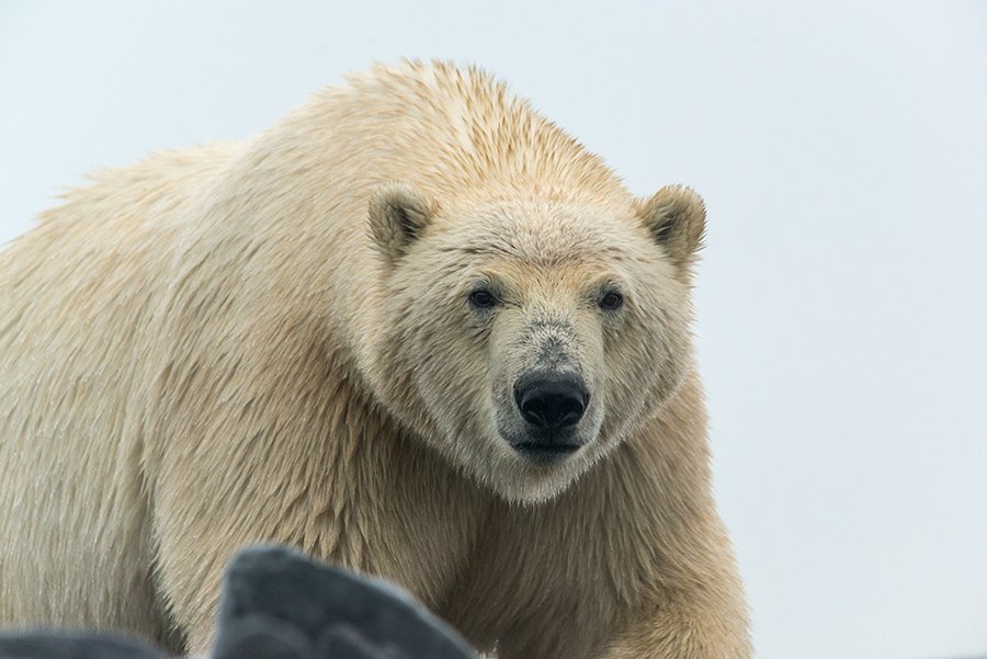 чукотка арктика медведь белый полярный морской, Максим Деминов