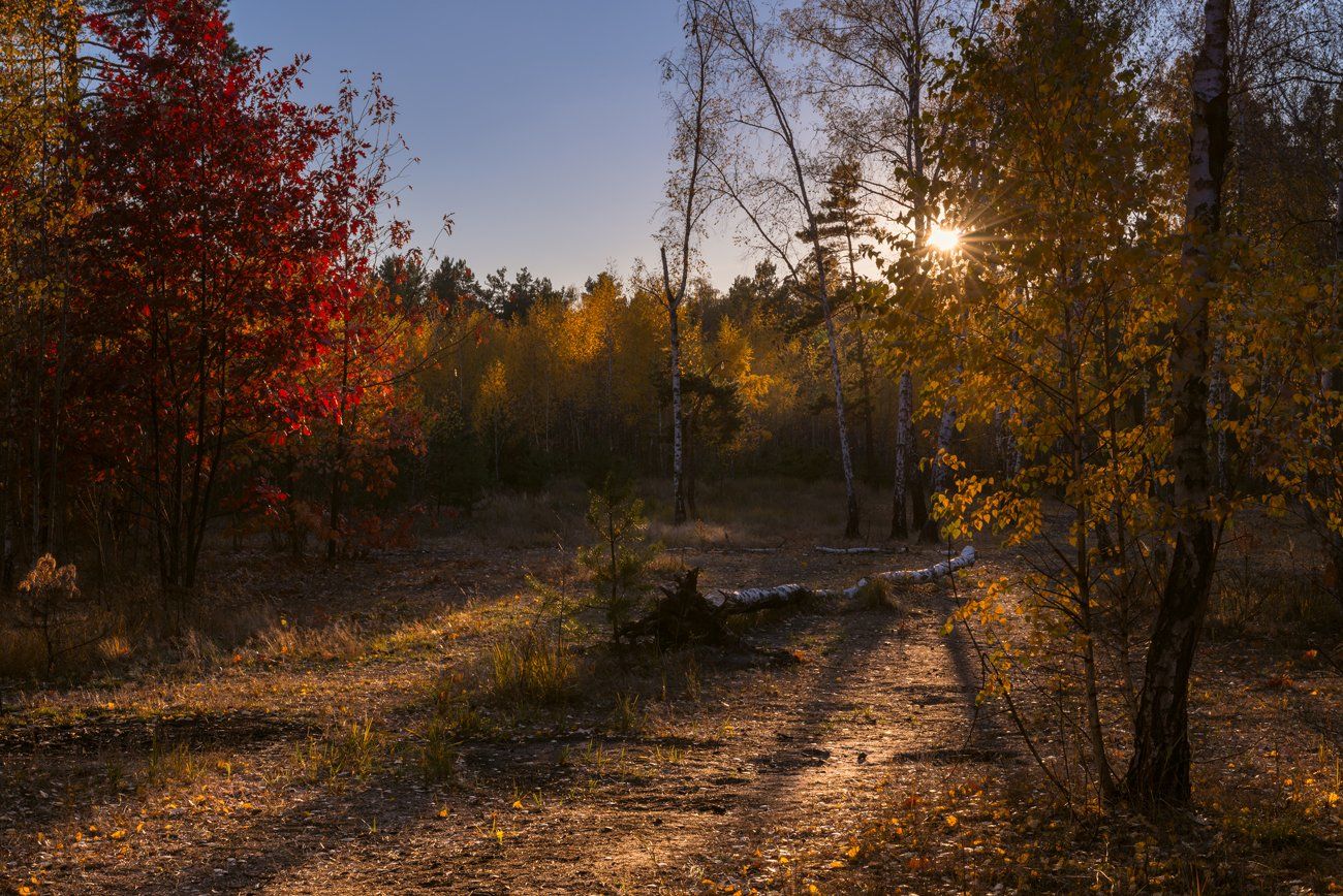 лес, осень, октябрь, закат, солнце, лучи, берёза, дубы, Галанзовская Оксана