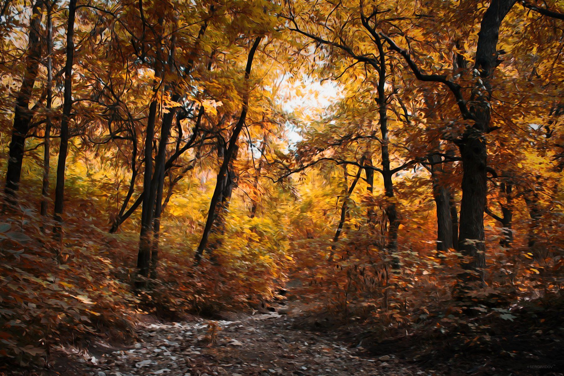 лес, осень, Sergii Vidov