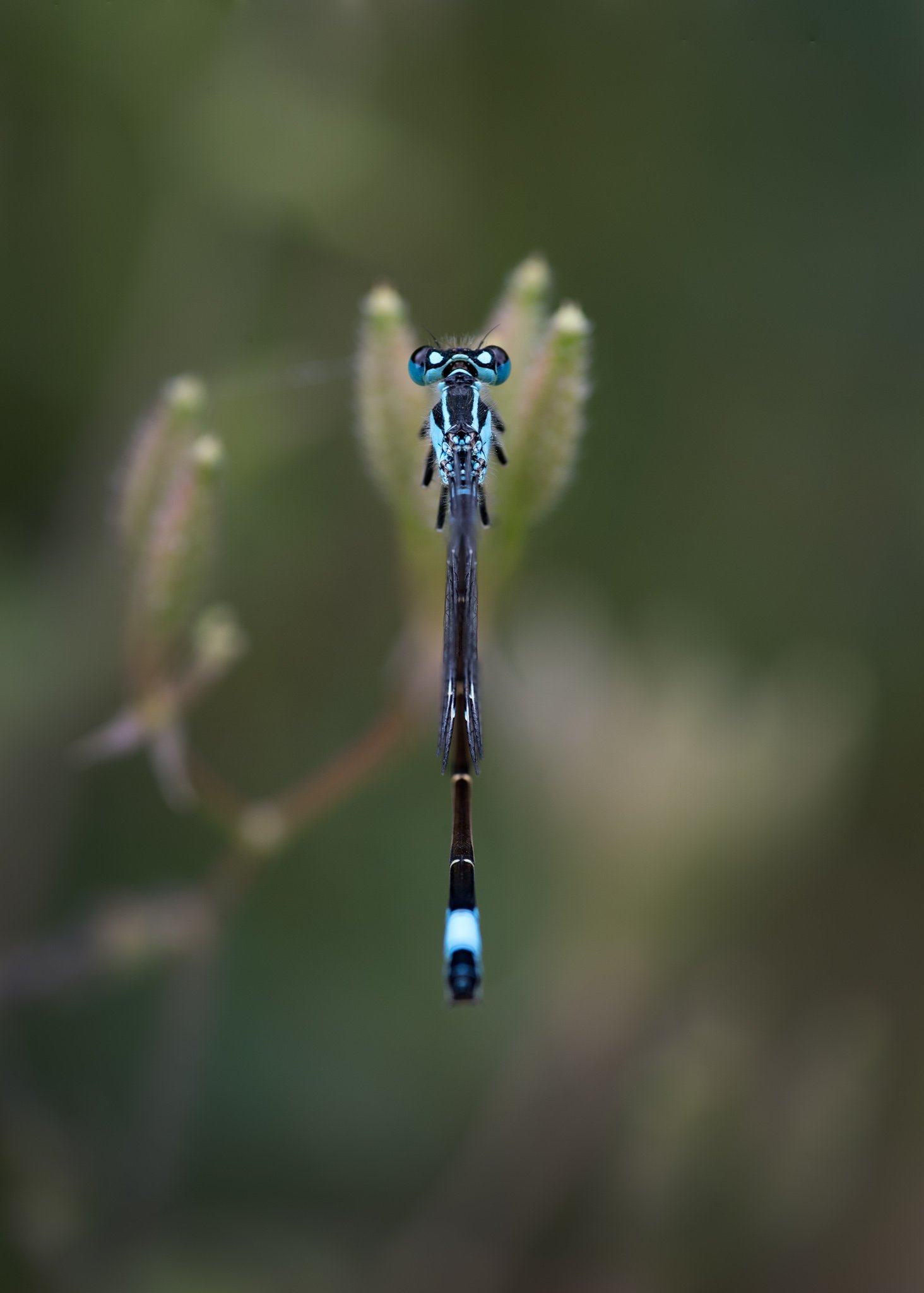 dragonfly, macro, close up, Атанас Донев