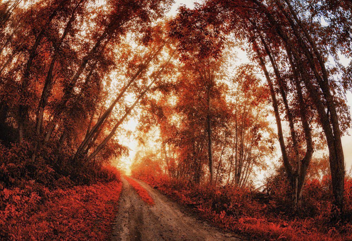 осень,сон,природа,деревья,свет,пейзаж, Евгений Плетнев