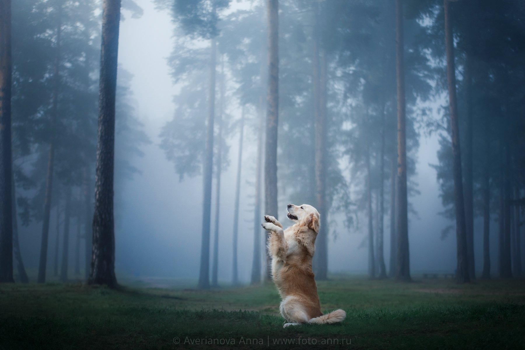 собака, природа, туман, утро, Анна Аверьянова