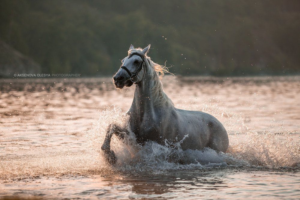 лошадь, вода, брызги, красота, конь, мерин, озеро, галоп, динамика, Аксёнова Олеся
