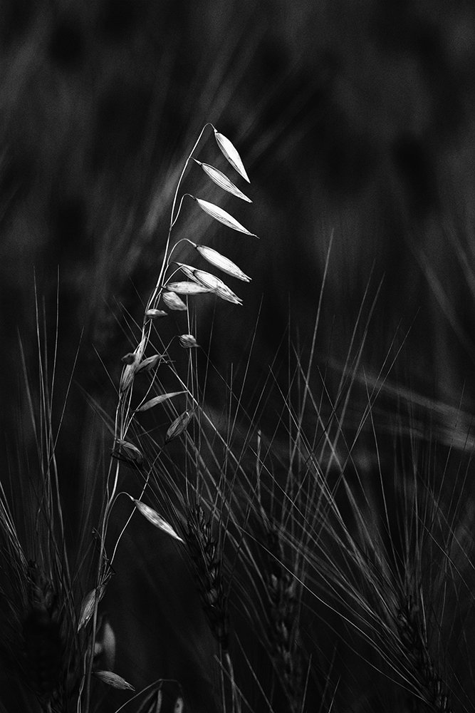 Монохром, растения, злаки, овес, пшеница, черно- белая фотография, Александр Кожухов