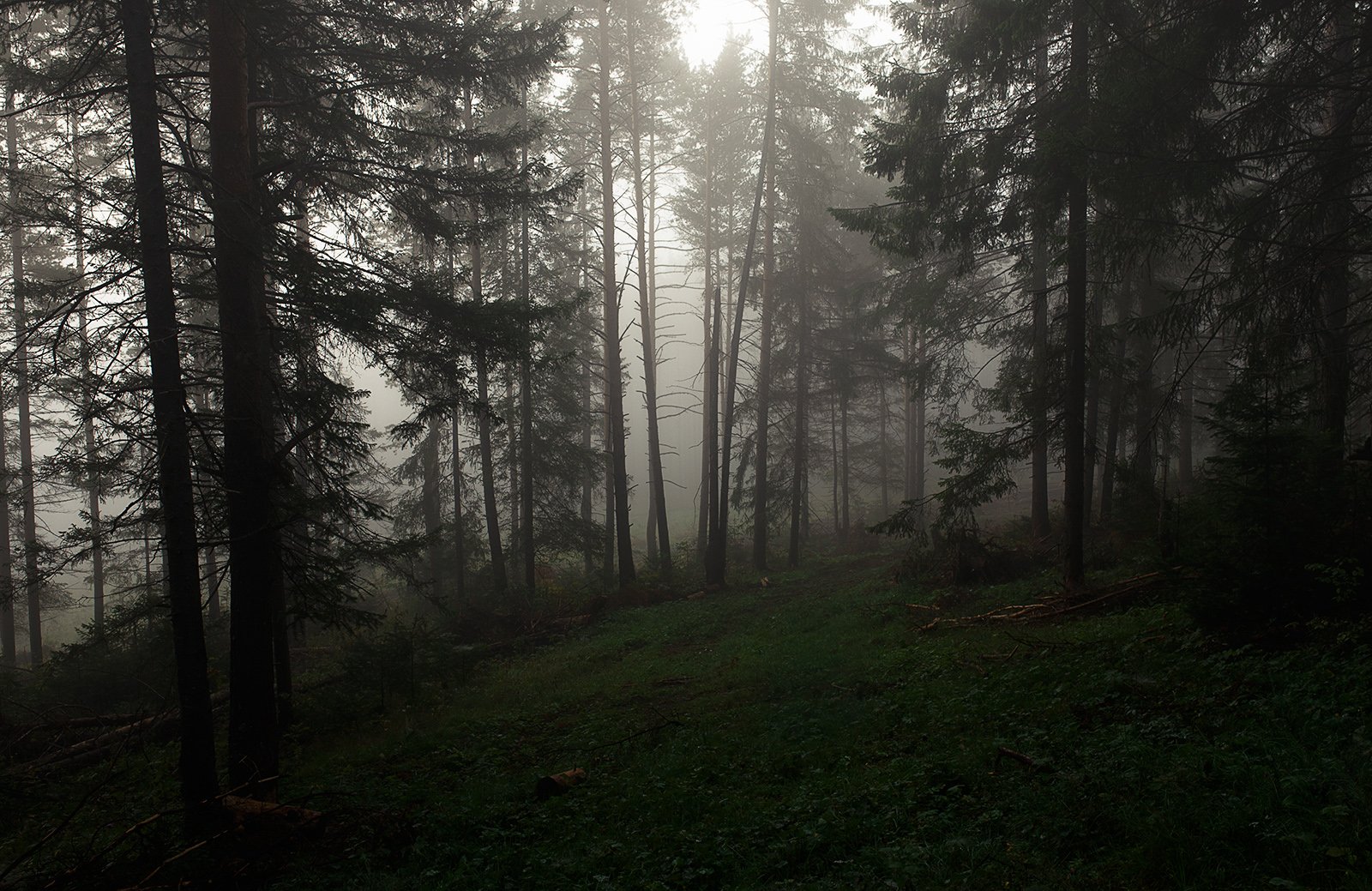 туман, лес, утро, рассвет, природа,златоуст, канатка, урал, Евгений Толкачёв