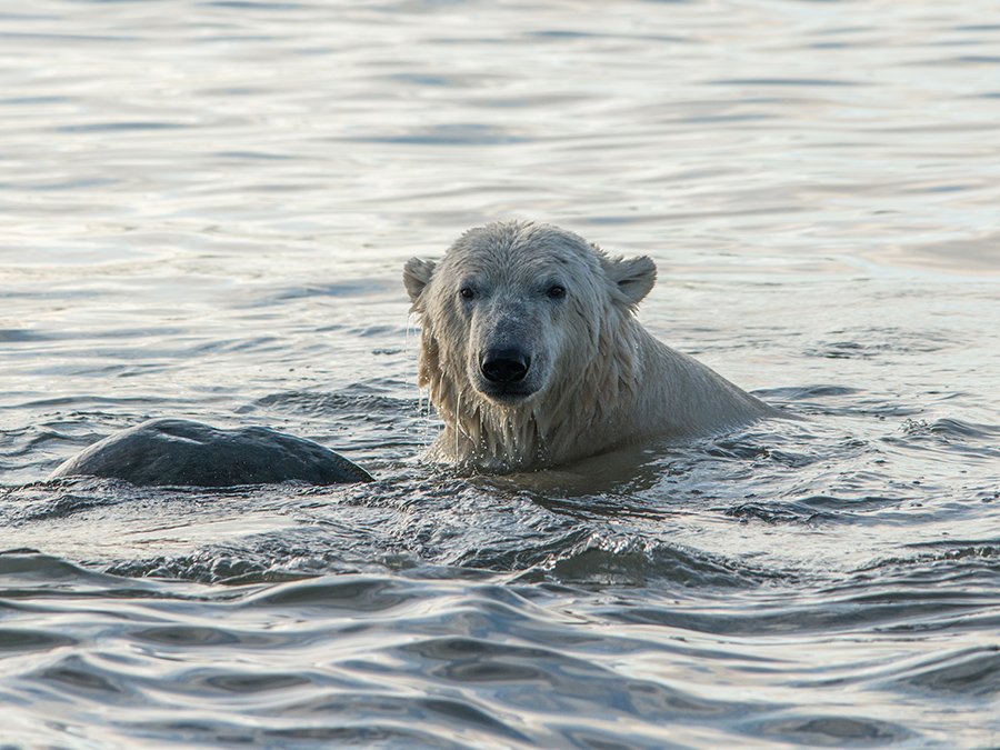 чукотка арктика море медведь белый морской полярный, Максим Деминов