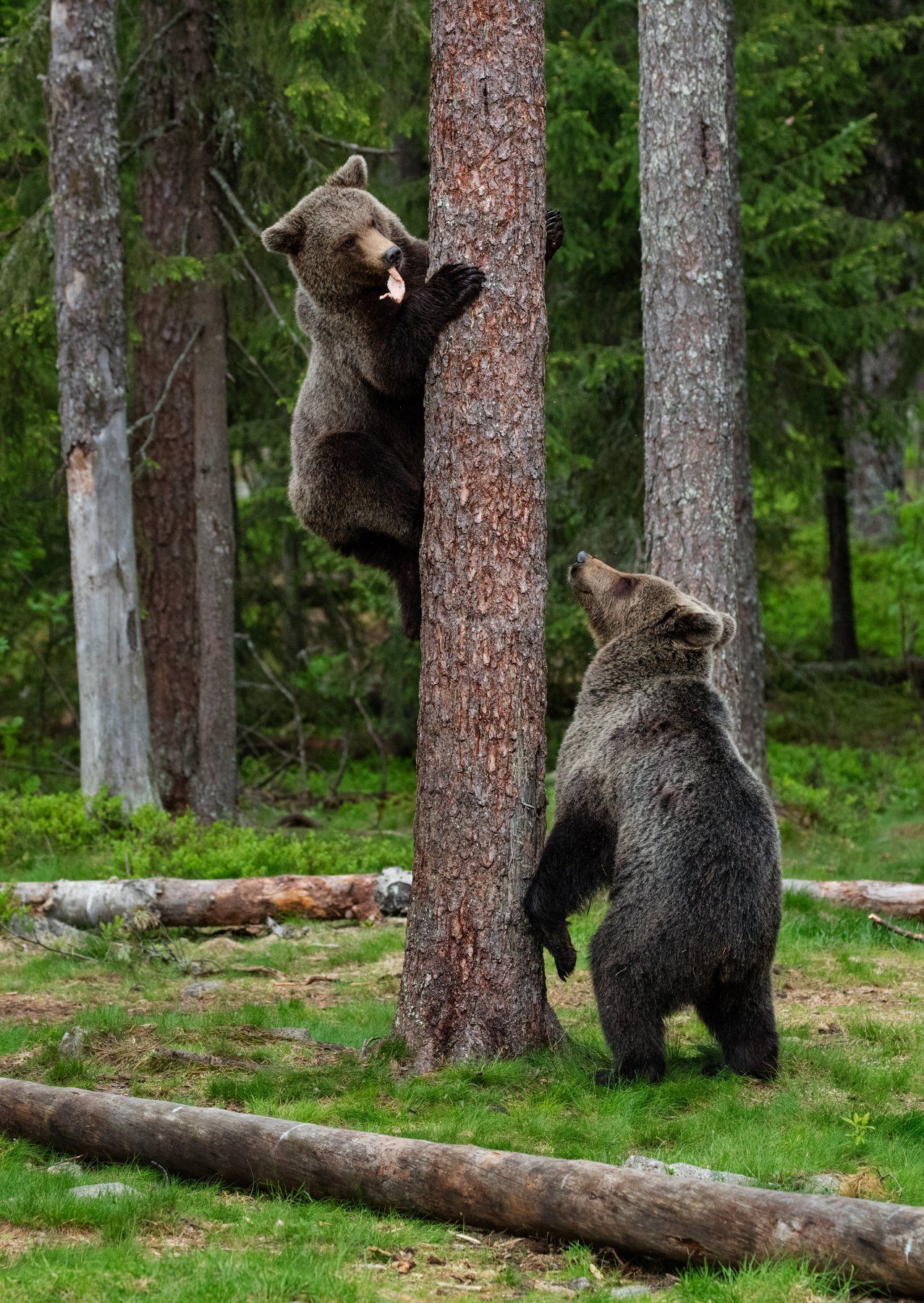 медведи, игра, молодые медведи, Алексей Сулоев