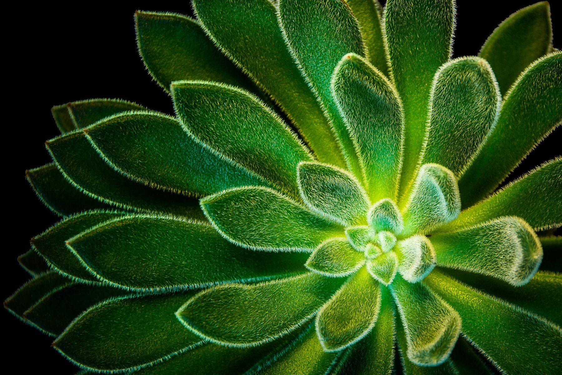 cactus, green, macro, close-up, nature, green, Antonio Coelho