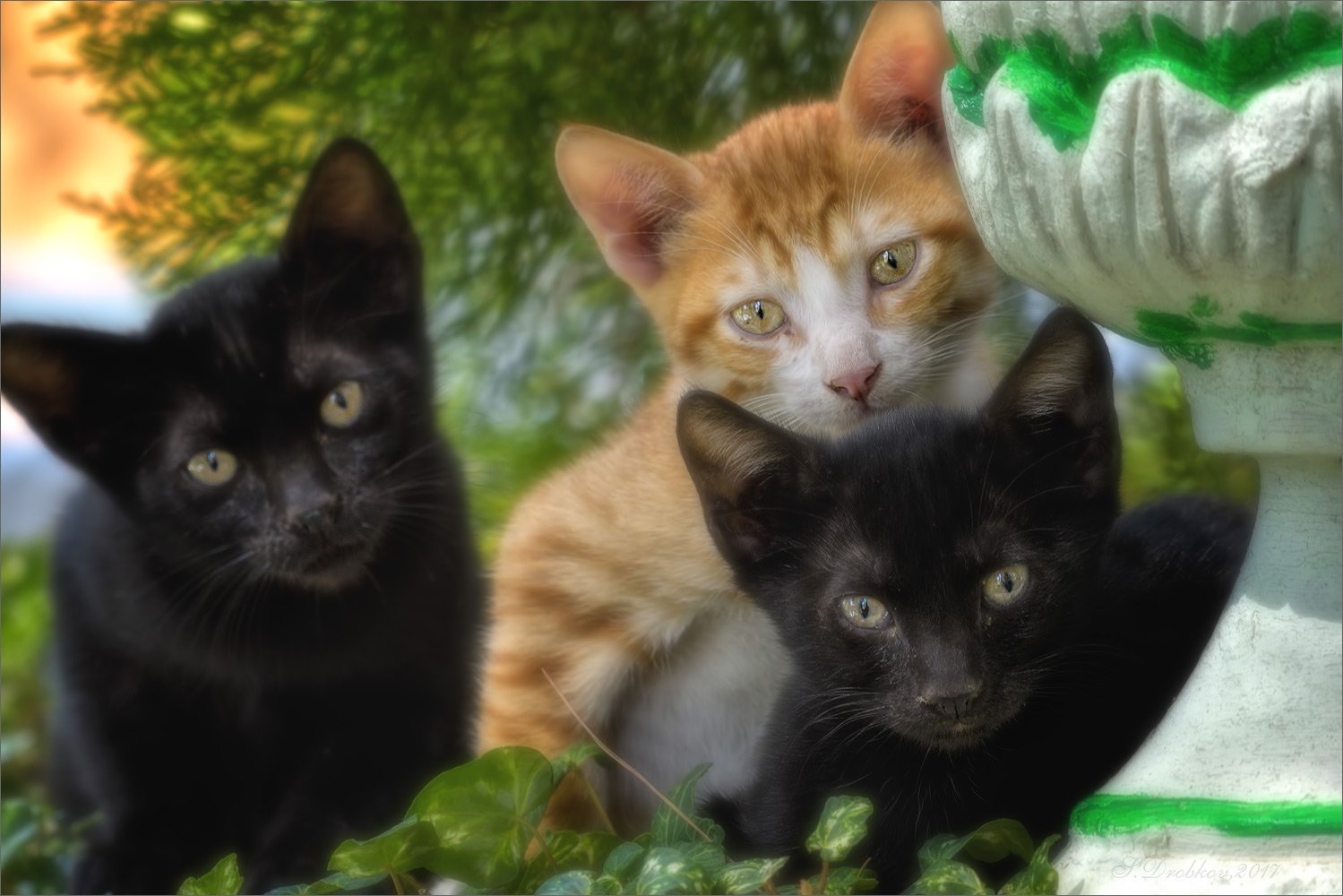 кошки, рыжий, портрет, чёрный, Sergey Drobkov