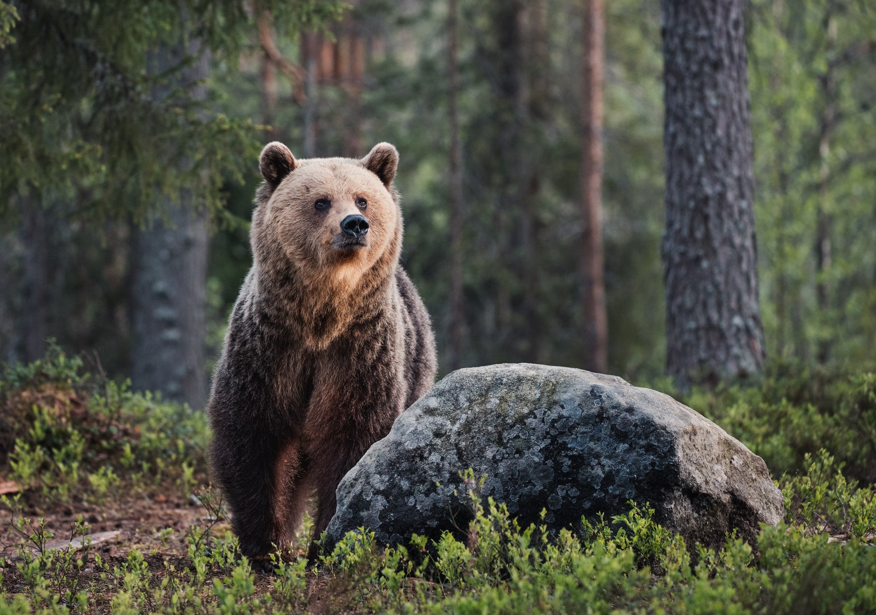 медведь, самец, бурый медведь, Алексей Сулоев