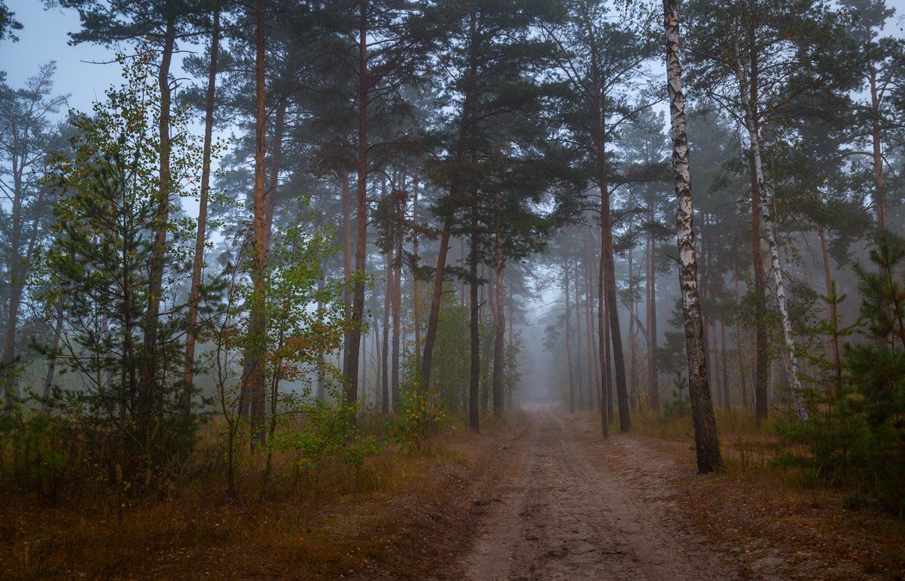 лес, осень, октябрь, утро, туман, тропа, Галанзовская Оксана