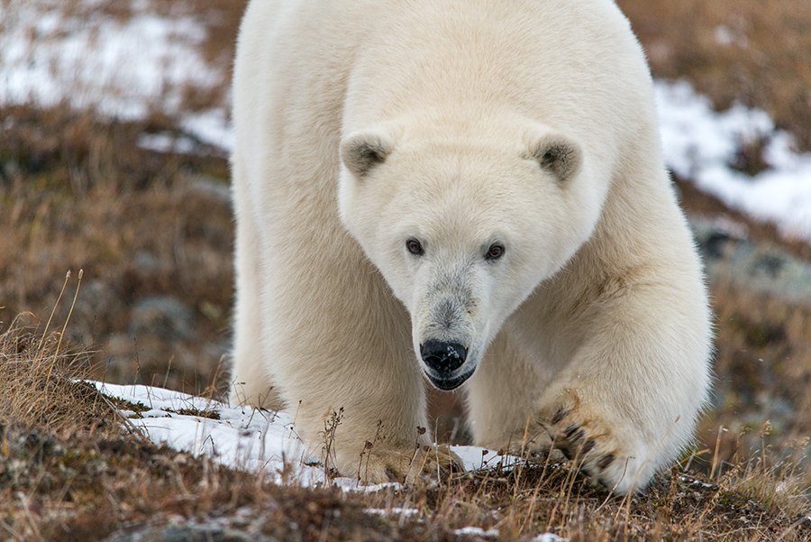чукотка арктика мыс кожевникова медведь белый полярный морской молодой любопытный, Максим Деминов