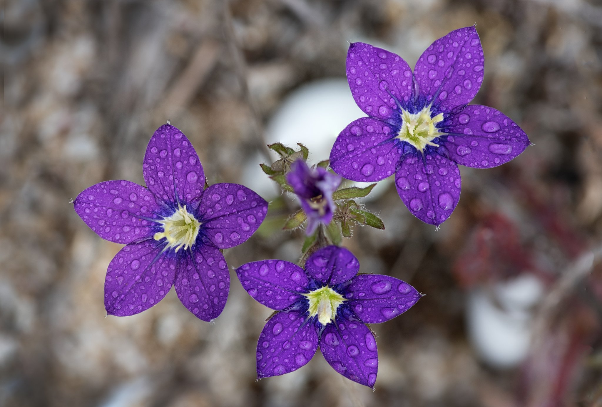 flowers, small, dew, blue, Атанас Донев