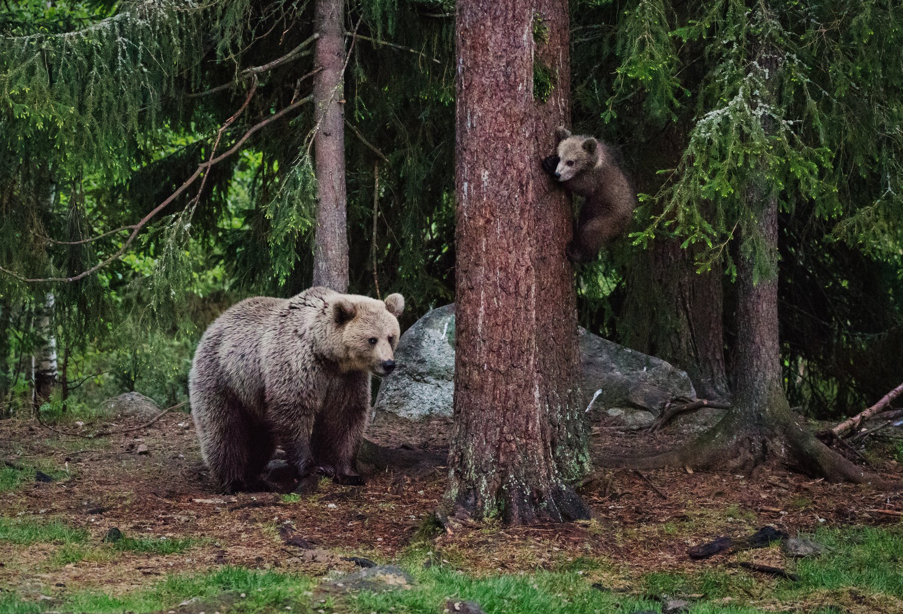 Медведица, медвежонок, семья медведей, Алексей Сулоев