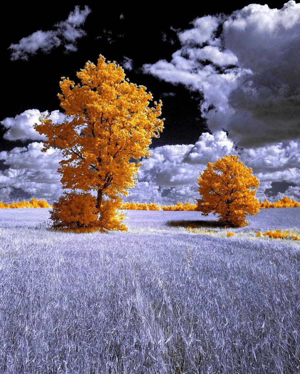 infrared,ик-фото,инфракрасное фото,инфракрасная фотография,пейзаж,природа,беларусь,лето, Sixten ( Сергей )