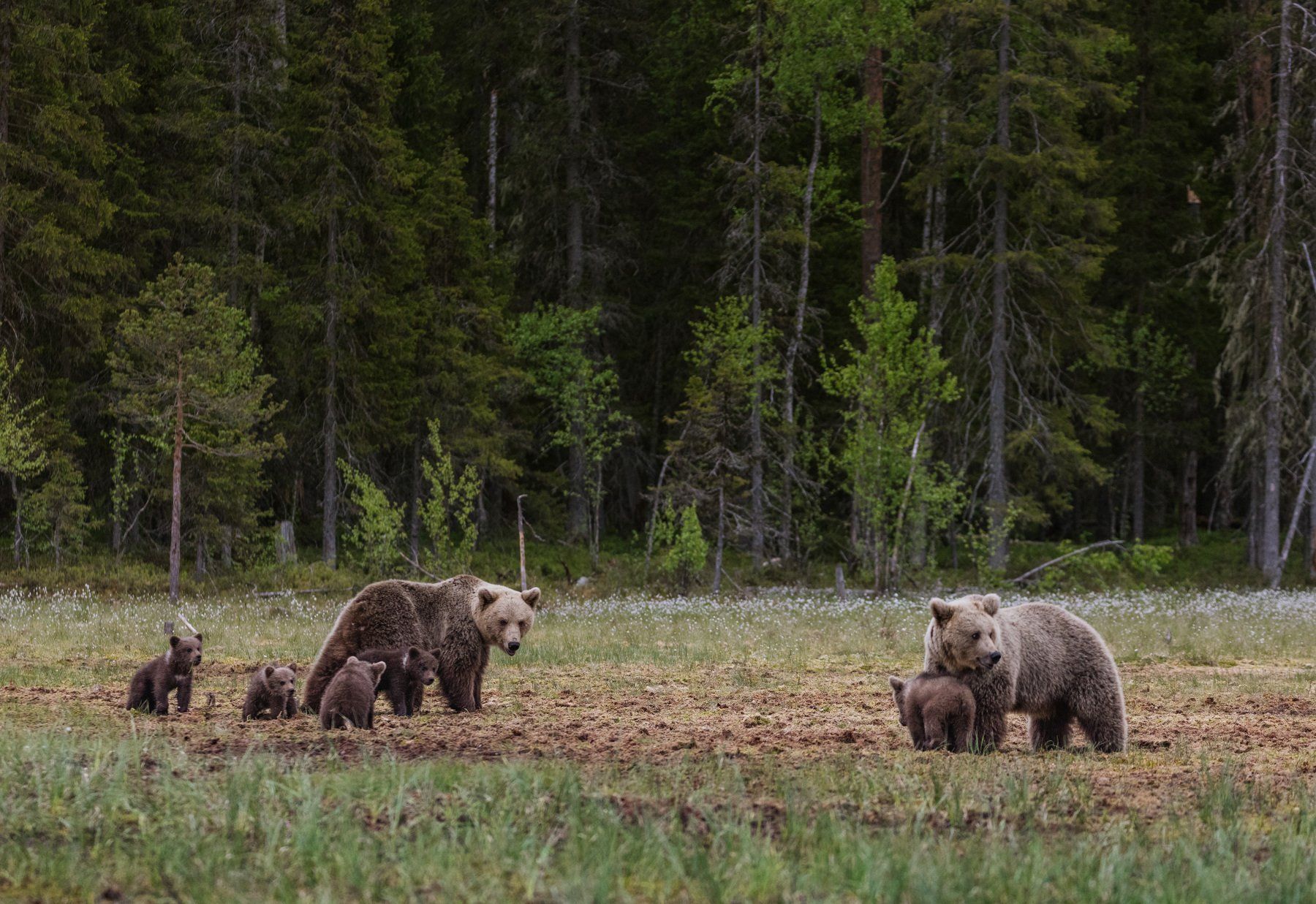 медвежье семьи , медвежата, Алексей Сулоев