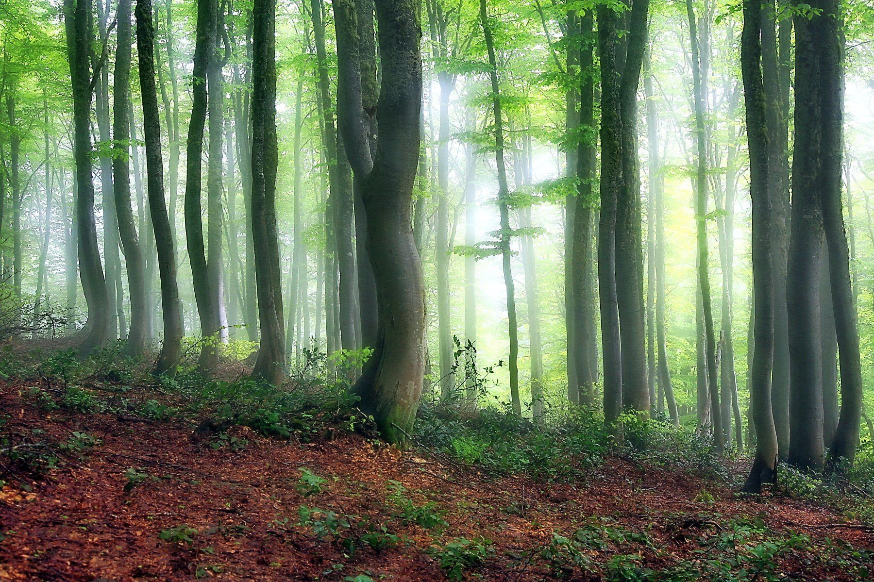 лес туман горы., Евгений Никишин