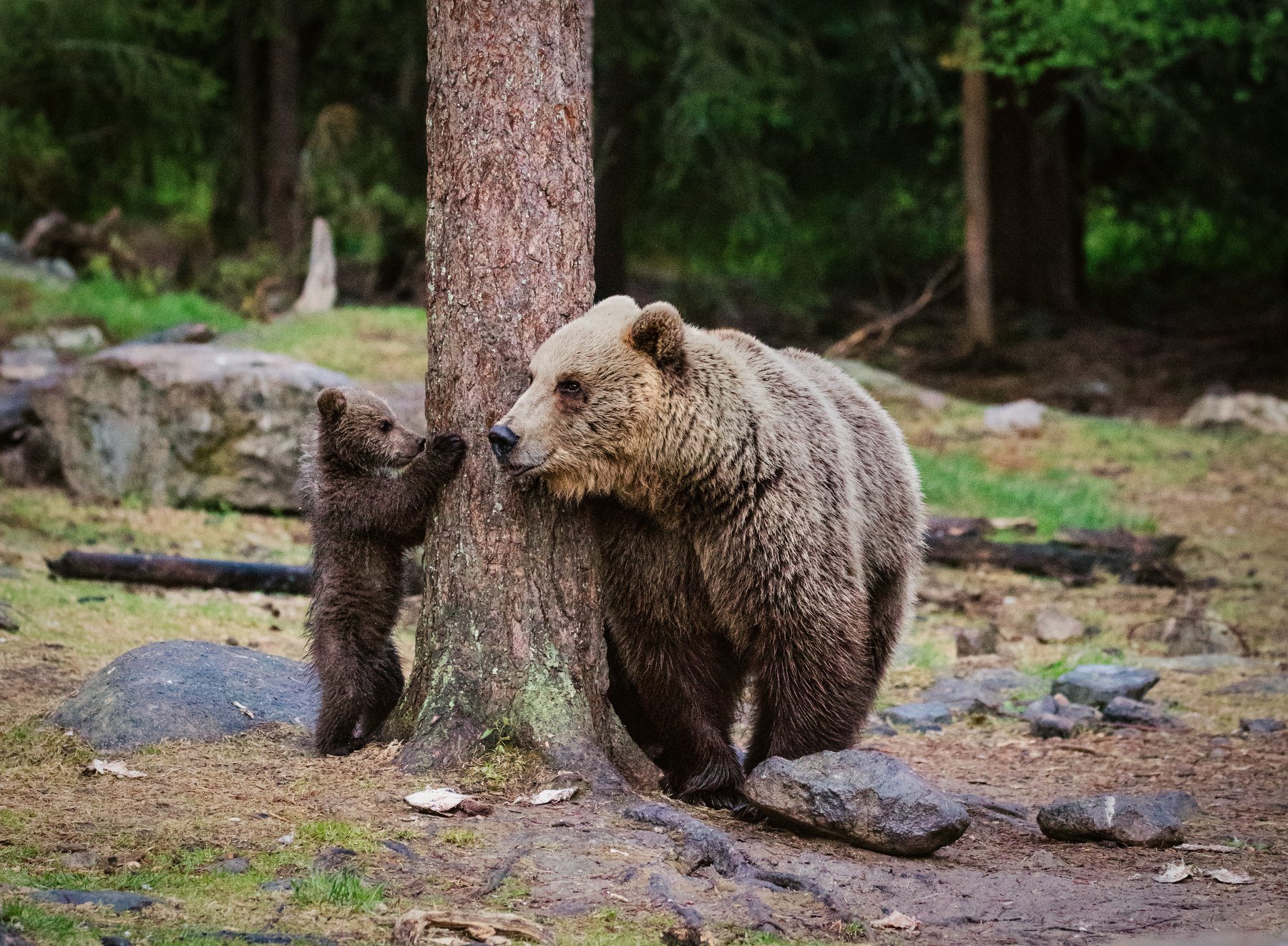 медведица, медвежонок, Алексей Сулоев