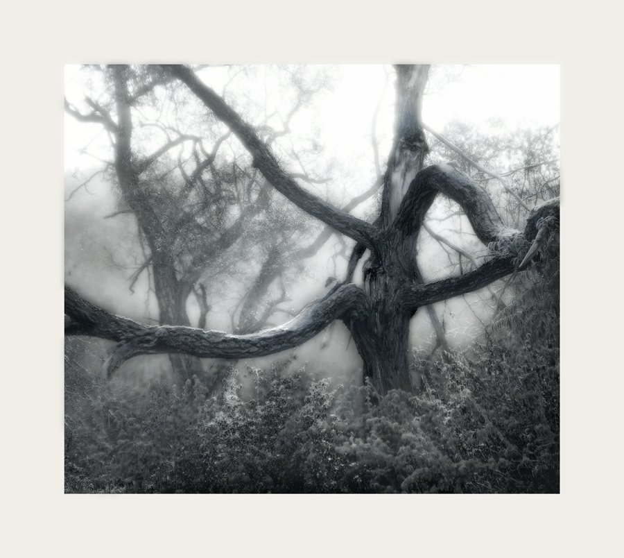 дерево, туман, Константин Иванов