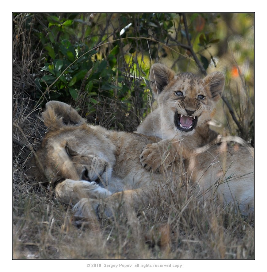 кения, львы, отношения. фотография дикой природы, Попов Сергей
