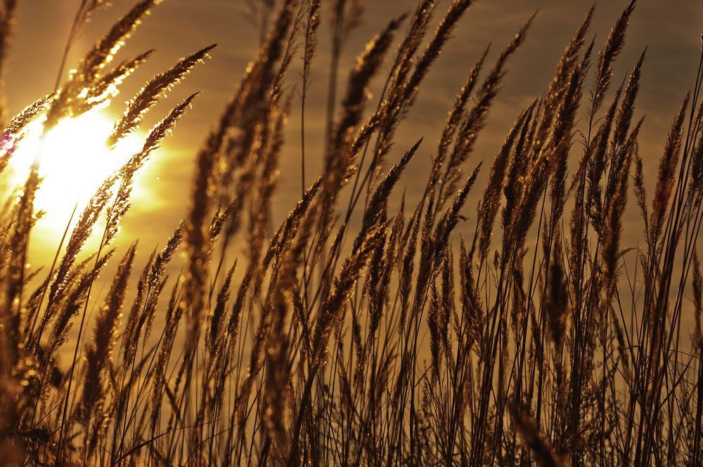 поле, осень, трава, закат, Екатерина Муганлинская