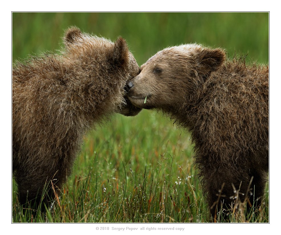 аляска, дикие животные, медведи, фотографии диких животных, Попов Сергей