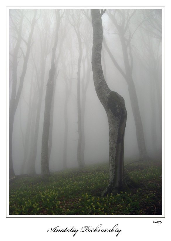 лес, туман, бук, горы, анатолий покровский, Анатолий Покровский