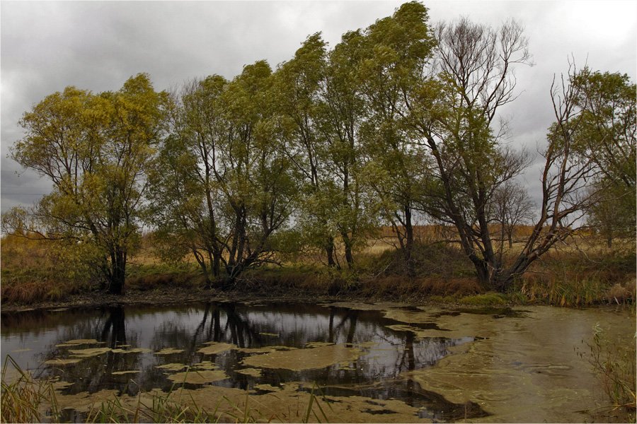 осень,пруд,трава,деревья,вода., СПИРИДОНОВ НИКОЛАЙ