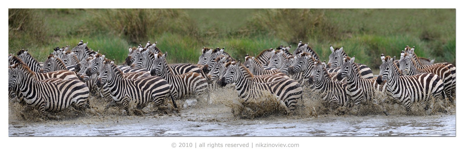 зебра, дикие животные, африка, саванна, серенгети, танзания, николай зиновьев, Николай Зиновьев