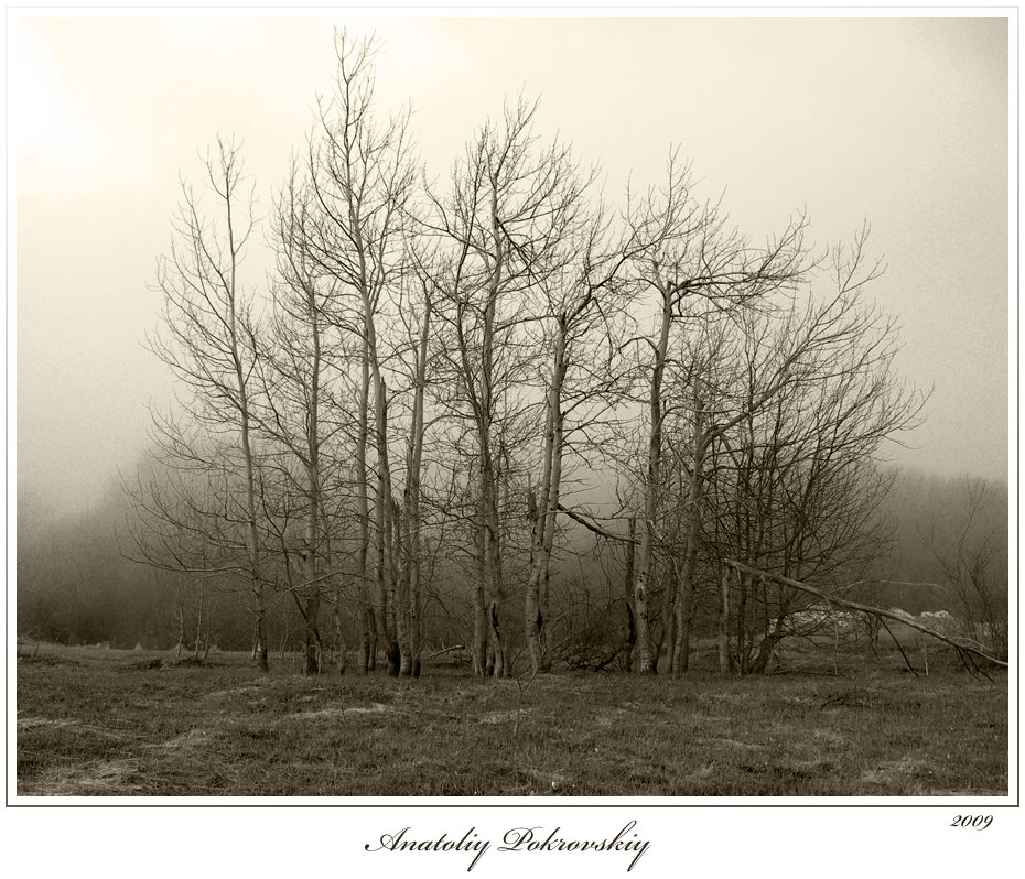 дерево, роща, туман, покровский, Анатолий Покровский